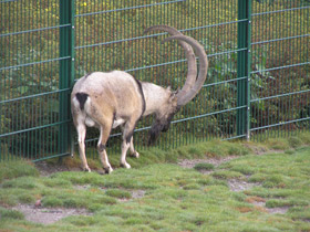 Смотреть фото Самые рогатые животные Фото Самые рогатые животные