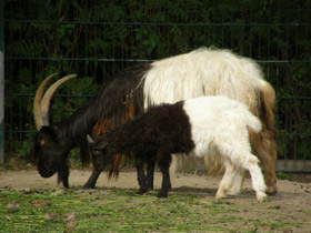 Смотреть фото Самые рогатые животные Фото Самые рогатые животные