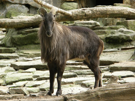 Гималайский тар Гималайский тар
