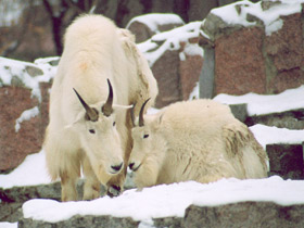 Снежная коза