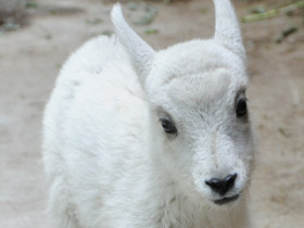 Смотреть фото Снежная коза Фото Снежная коза