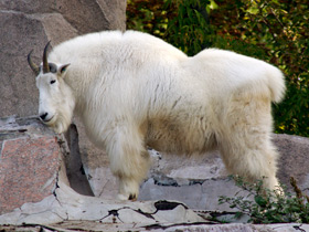 Смотреть фото Снежная коза Фото Снежная коза