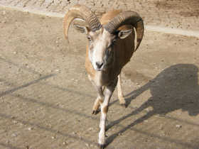 Смотреть фото Горный туркменский баран Фото Горный туркменский баран