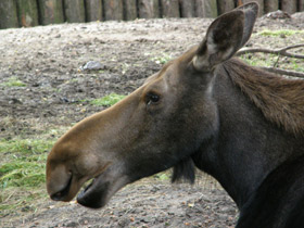 Смотреть фото Лось Фото Лось