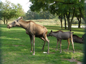Смотреть фото Лось Фото Лось