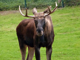 Смотреть фото Лось Фото Лось