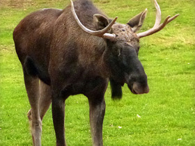 Смотреть фото Лось Фото Лось