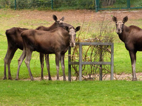 Смотреть фото Лось Фото Лось
