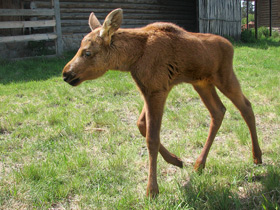 Смотреть фото Лось Фото Лось