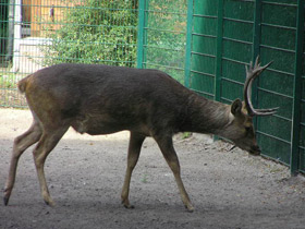 Смотреть фото Барасинга Фото Барасинга