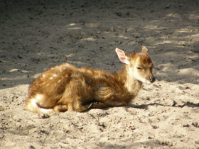 Пятнистый олень Пятнистый олень