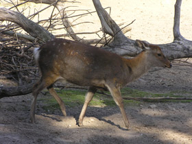 Смотреть фото Пятнистый олень Фото Пятнистый олень