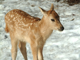Пятнистый олень Пятнистый олень