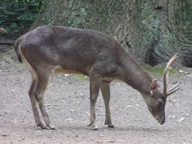 Смотреть фото Гривистый замбар Фото Гривистый замбар