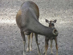 Смотреть фото Индийский замбар Фото Индийский замбар