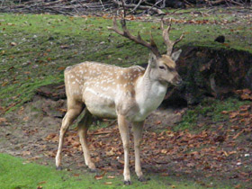 Смотреть фото Иранская лань Фото Иранская лань