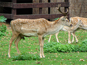 Смотреть фото Иранская лань Фото Иранская лань