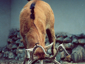 Смотреть фото Олень Давида Фото Олень Давида