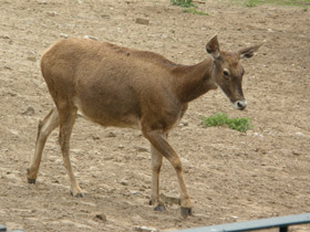 Смотреть фото Беломордый олень Фото Беломордый олень