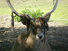 Беломордый олень