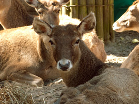 Смотреть фото Беломордый олень Фото Беломордый олень