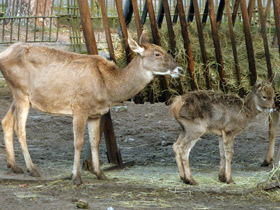 Смотреть фото Беломордый олень Фото Беломордый олень