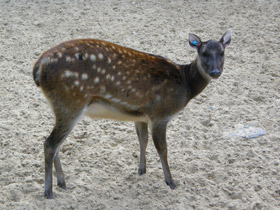 Смотреть фото Филиппинский пятнистый олень Фото Филиппинский пятнистый олень
