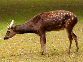 Смотреть фото Филиппинский пятнистый олень Фото Филиппинский пятнистый олень