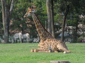 Смотреть фото Жираф Фото Жираф