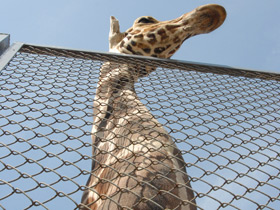 Смотреть фото Жираф Фото Жираф