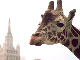 Смотреть фото Жираф Фото Жираф