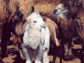 Смотреть фото Двугорбый верблюд Фото Двугорбый верблюд