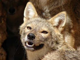 Обыкновенный шакал Обыкновенный шакал