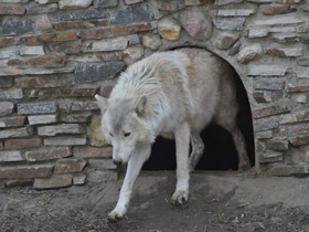 Смотреть фото Полярный волк Фото Полярный волк