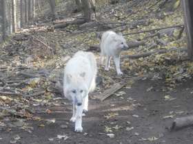Смотреть фото Полярный волк Фото Полярный волк