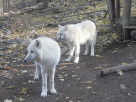 Смотреть фото Полярный волк Фото Полярный волк