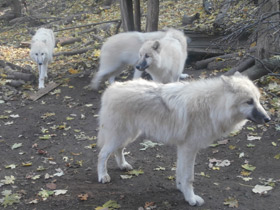 Смотреть фото Полярный волк Фото Полярный волк