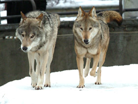 Фото Повадки волка рядом с человеком