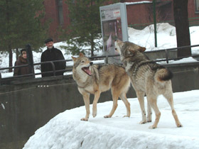 Смотреть фото Волк Фото Волк