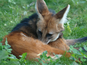 Смотреть фото Гривистый волк Фото Гривистый волк