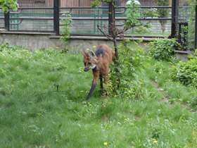 Смотреть фото Гривистый волк Фото Гривистый волк
