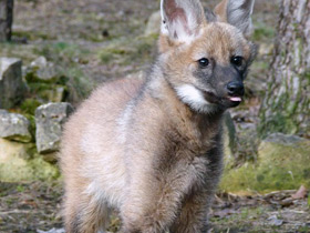 Смотреть фото Гривистый волк Фото Гривистый волк
