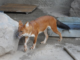 Смотреть фото Красный волк Фото Красный волк