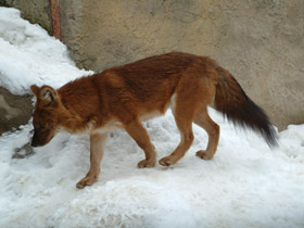 Смотреть фото Красный волк Фото Красный волк