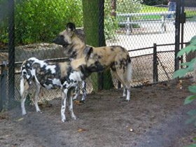 Смотреть фото Гиеновая собака Фото Гиеновая собака