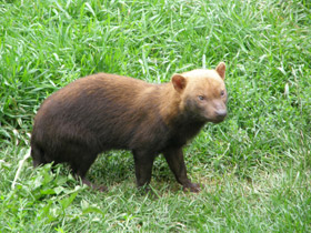 Фото Кустарниковая  собака