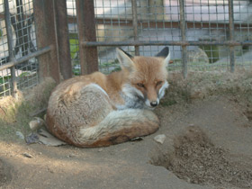 Фото Зачем животным хвосты. 10 чудесных функций