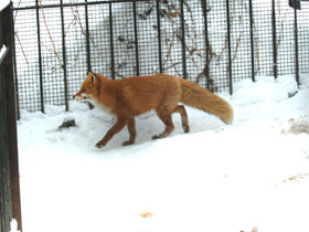 Фото Лисица