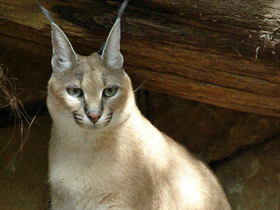 Смотреть фото Каракал Фото Каракал