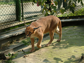 Смотреть фото Каракал Фото Каракал